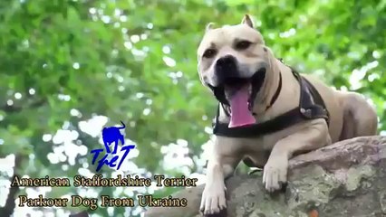 All Over The World's most amazing dog. [VIDEO]