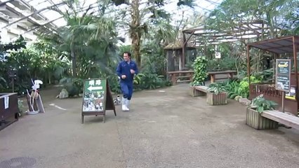 Cute Penguin Chasing Zookeeper
