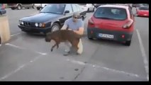 DOG GOES CRAZY when Soldier comes HOME