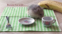 Hamster tout mignon mange une mini pizza!