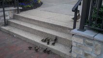 Ducklings Try Their Best To Ascend Stairs