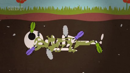 What Happens to Your Body after You Die