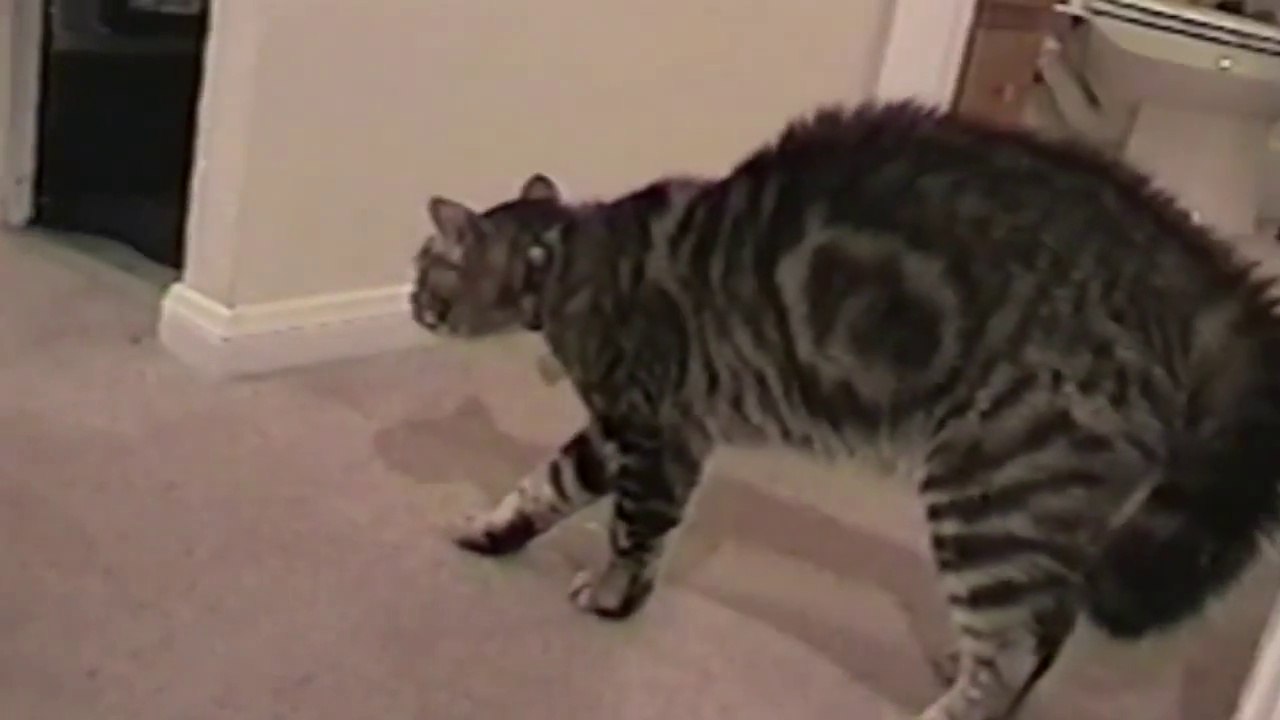 Compilation de Chats et bébés qui jouent. Adorable!