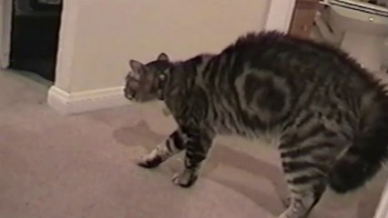 Compilation de Chats et bébés qui jouent. Adorable!
