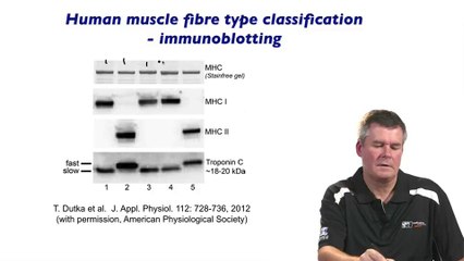 Muscle Fibre Types