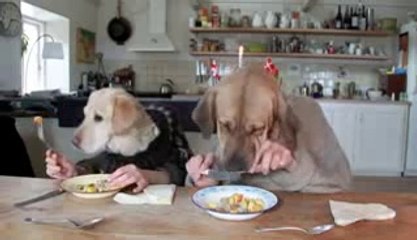 TWO DOGS DINING!! REALLY FUNNY!!