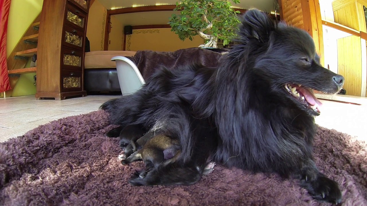 Chien Spitz allemand accouchement 5 Chiots - GoPro HD