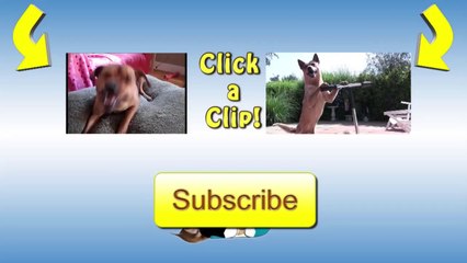 French Bulldog Plays In Mirror