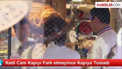 Kedi Cam Kapıyı Fark etmeyince Kapıya Tosladı