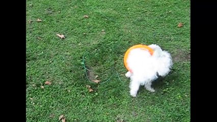 Ring Around The Doggy