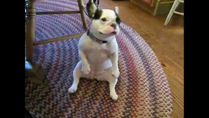 Dancing French Bulldog