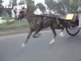 jiger horse try rawalpindi(owner ahmad shah attock)