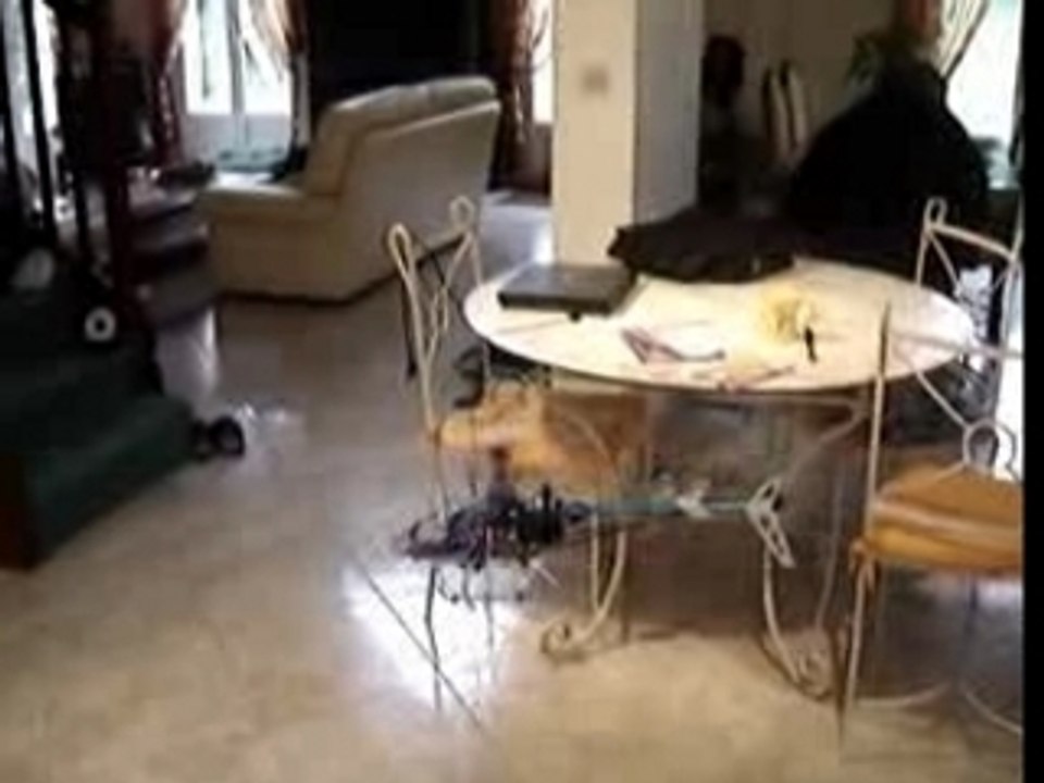 dragonfly walkera DF36 indoor