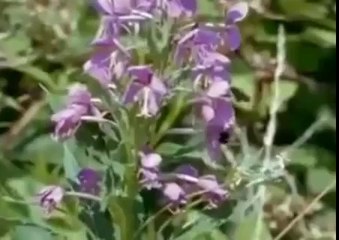 Guguk Kuşunun Yumurta Hilesi