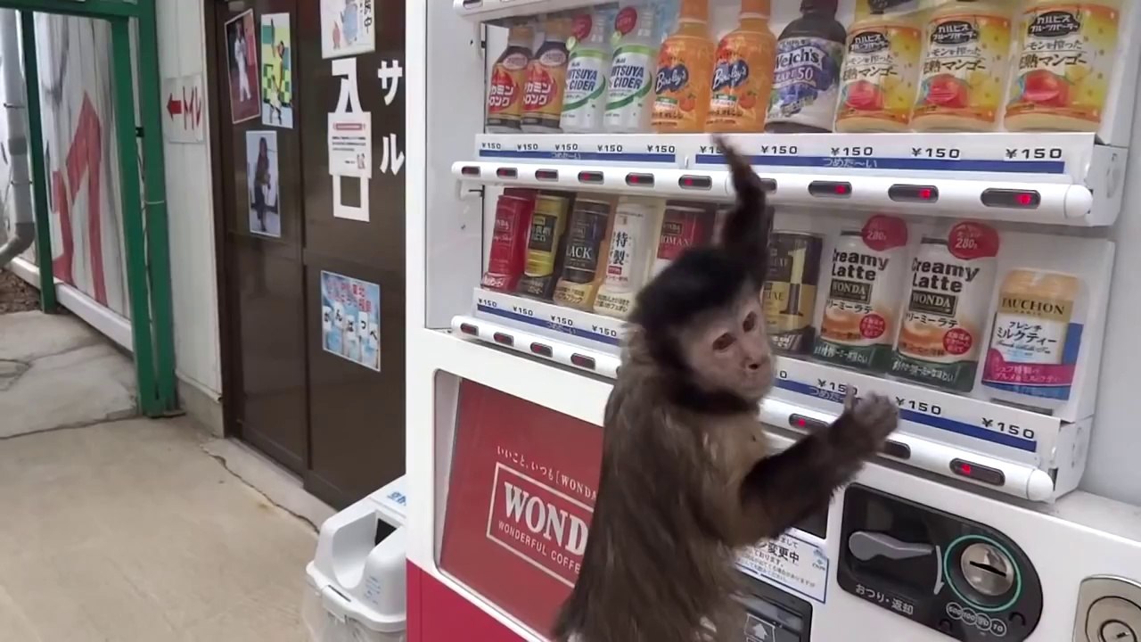 Un singe extrêmement intelligent