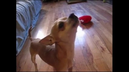 Talking Chihuahua