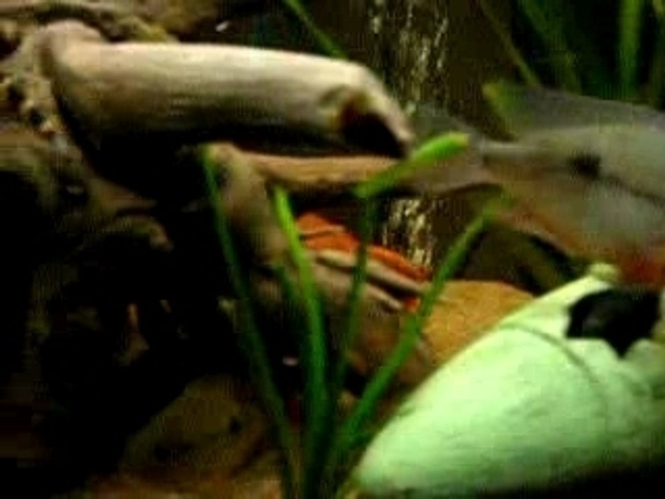 voila mon un de mes aquarium de 110litre