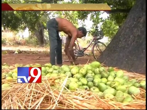 Rains destroy crops, orchards across Telangana