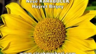 Neşe KARABÖCEK - Hayret birşey