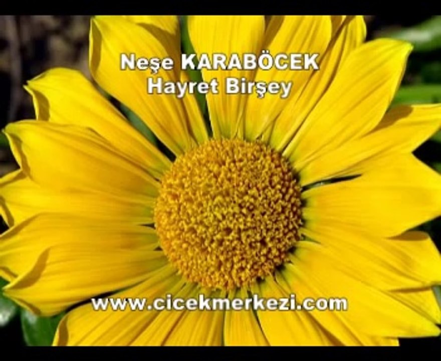 Neşe KARABÖCEK - Hayret birşey