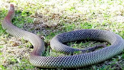 Which Animals Will Kill You in Your Sleep!