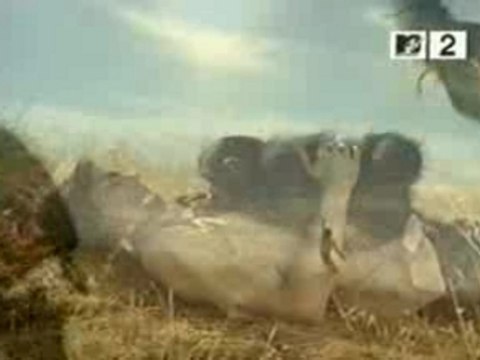 Weezer - Island In The Sun