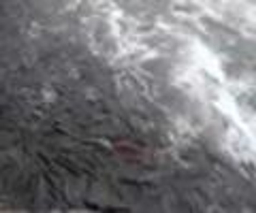 Balıkların yolculuğu başladı