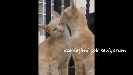 Dil Çıkaran Şakacı Kedi - yasamdakibereket.com