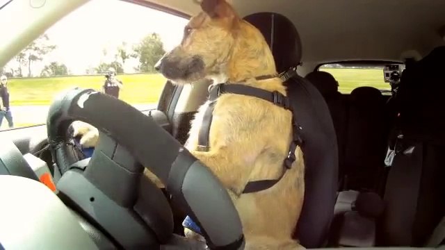 Guardate questo cane. Incredibile