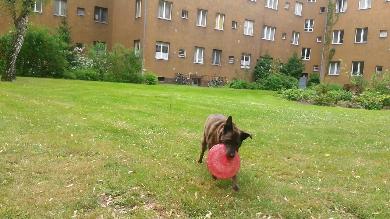 009 neunter Tag mit Vestibular ---- 08-05-2014--13-30