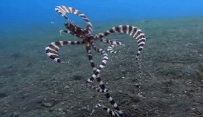 인천오피걸는 『아밤』검색 대전오피걸 팔달오피걸