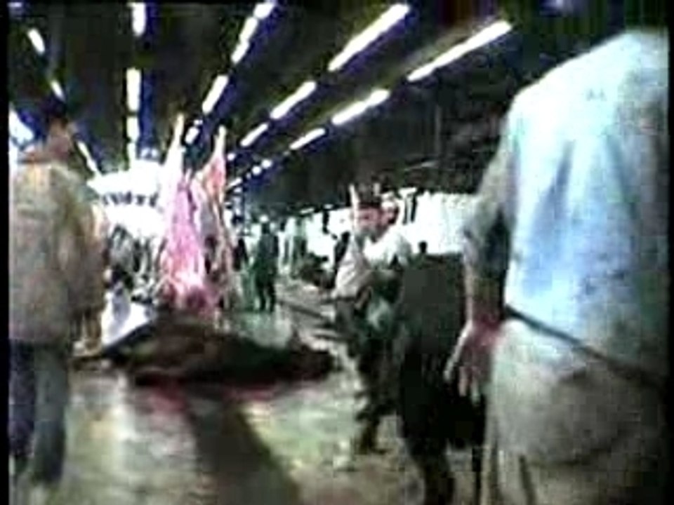 Australian Live Export 2 the Middle East