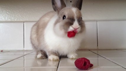 Bunny Eating Raspberries!