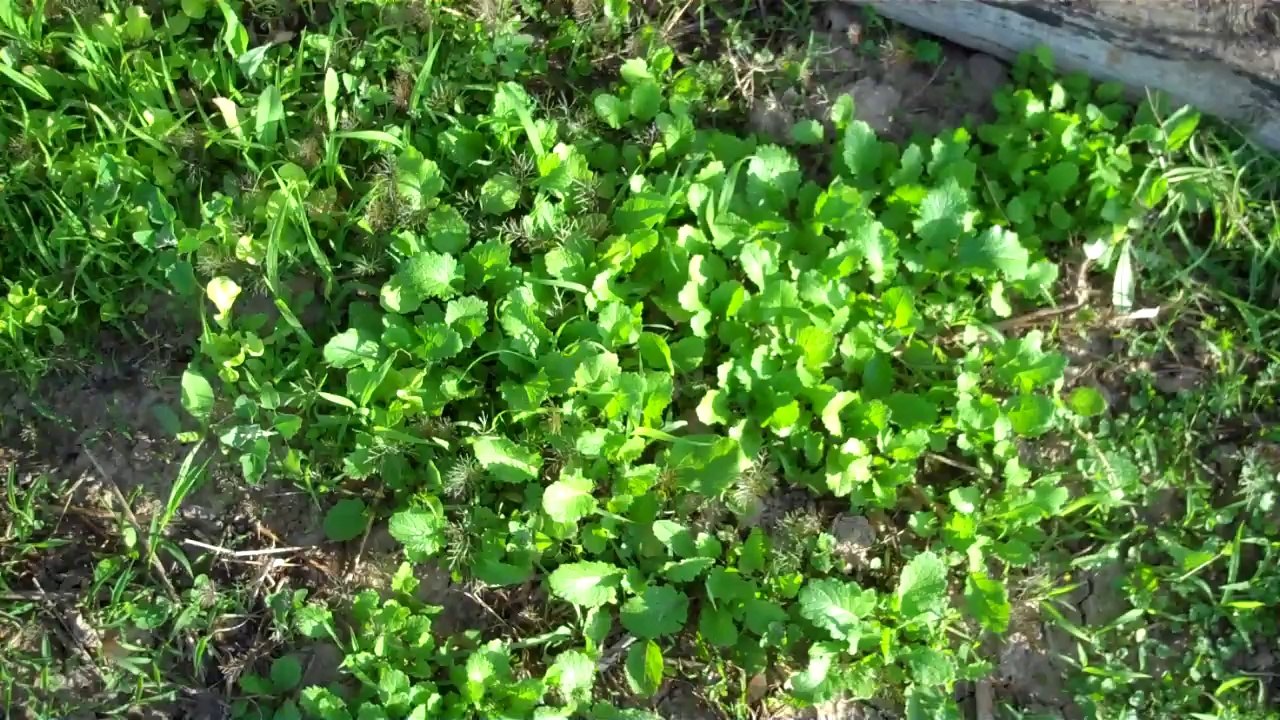Garden Look #2