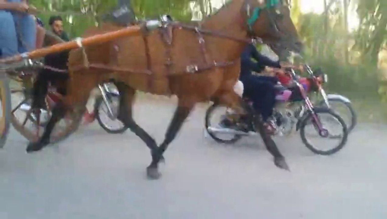 jabir khan & ch iftikhar horse lootera jumma try 9-5-14