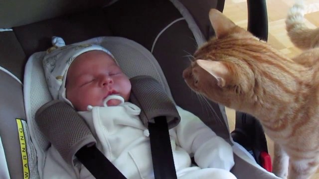 Un chat qui rencontre un bébé pour la première fois