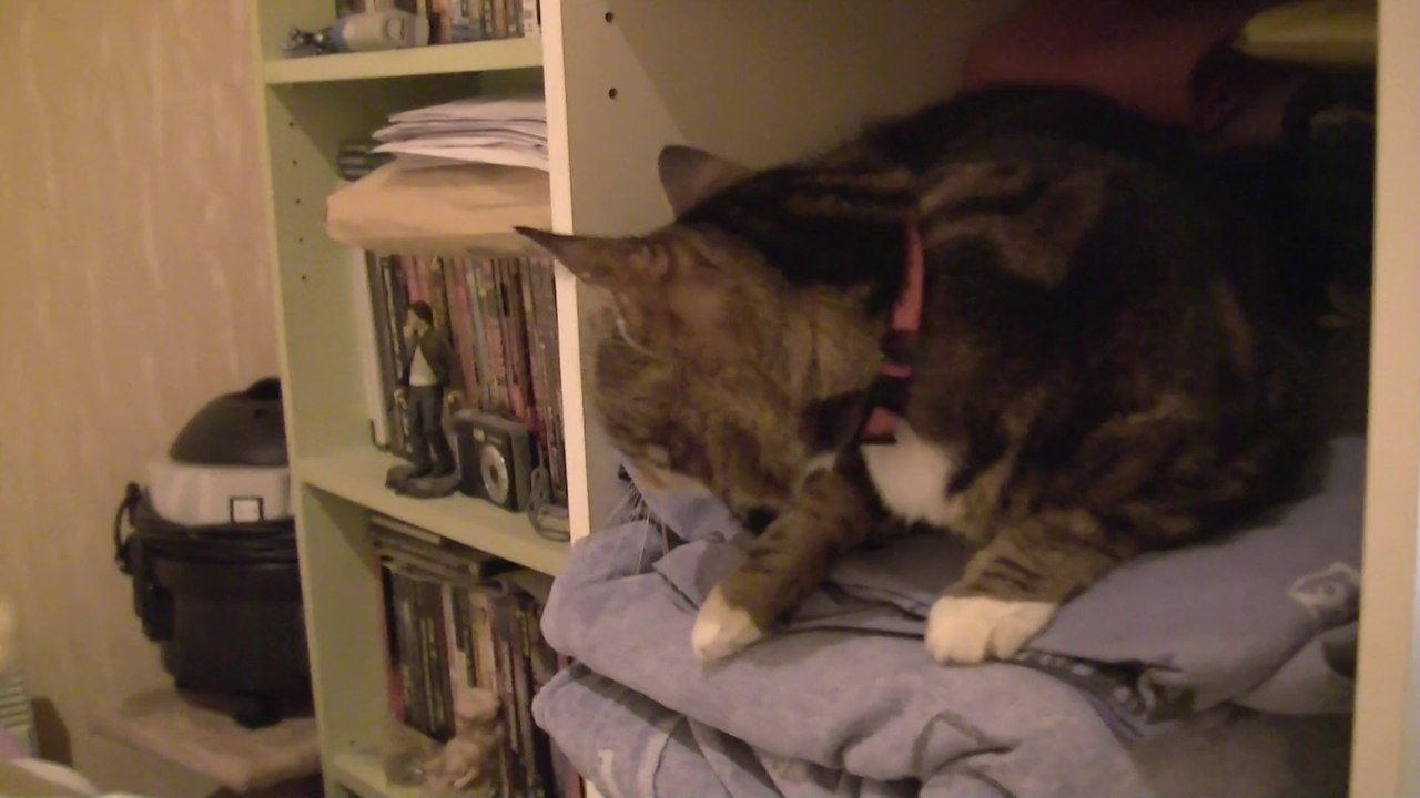 mon chat viens foutre le bordel