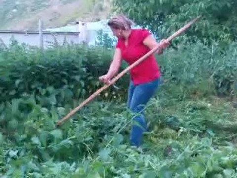 DİLBER ENLİ'den ısırgan biçme ustalığı /DÜNDAR KÖYÜ-TURAN UNİVERSAL