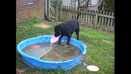 Funny Videos - Fail Compilation, Funny Pranks and Funny Clips Videos New Funny Video #5