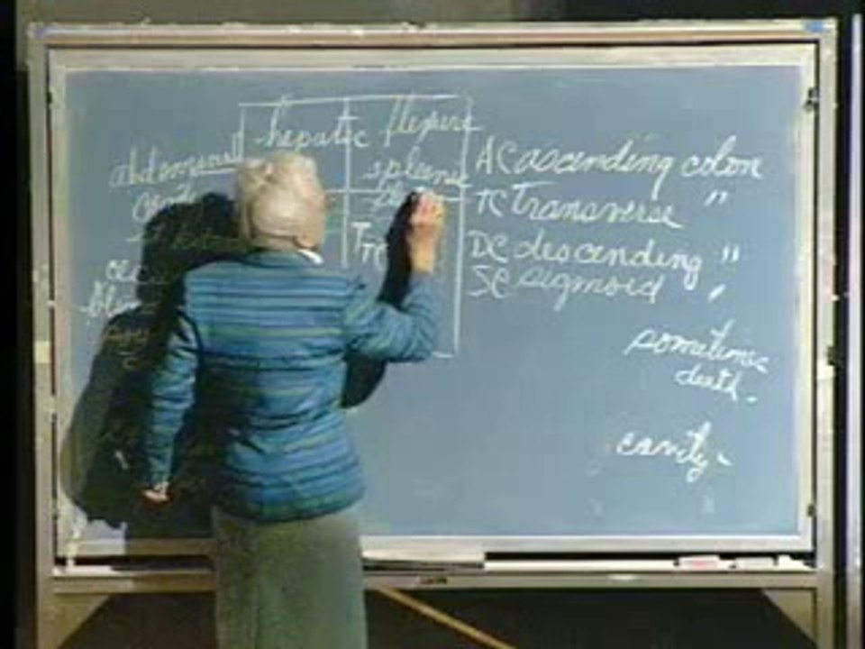 Lecture 08 - Digestive System III; Liver I