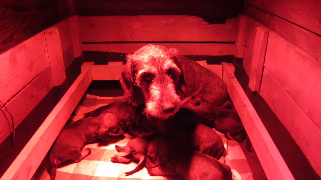 Teckels chiots de l'écho de la Braconne