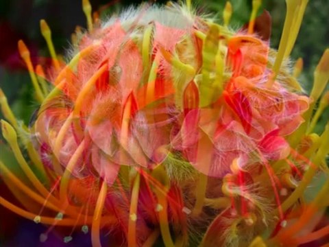 Çiçeklerdeki muhteşem yaratılış