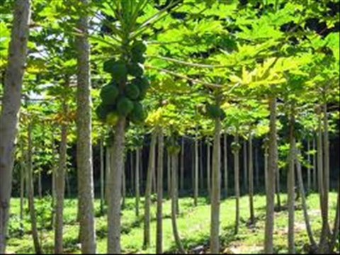 Papeeta (Papaya) ki Production Technology Dr.Ashraf Sahibzada