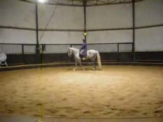 Dressage Netty 2
