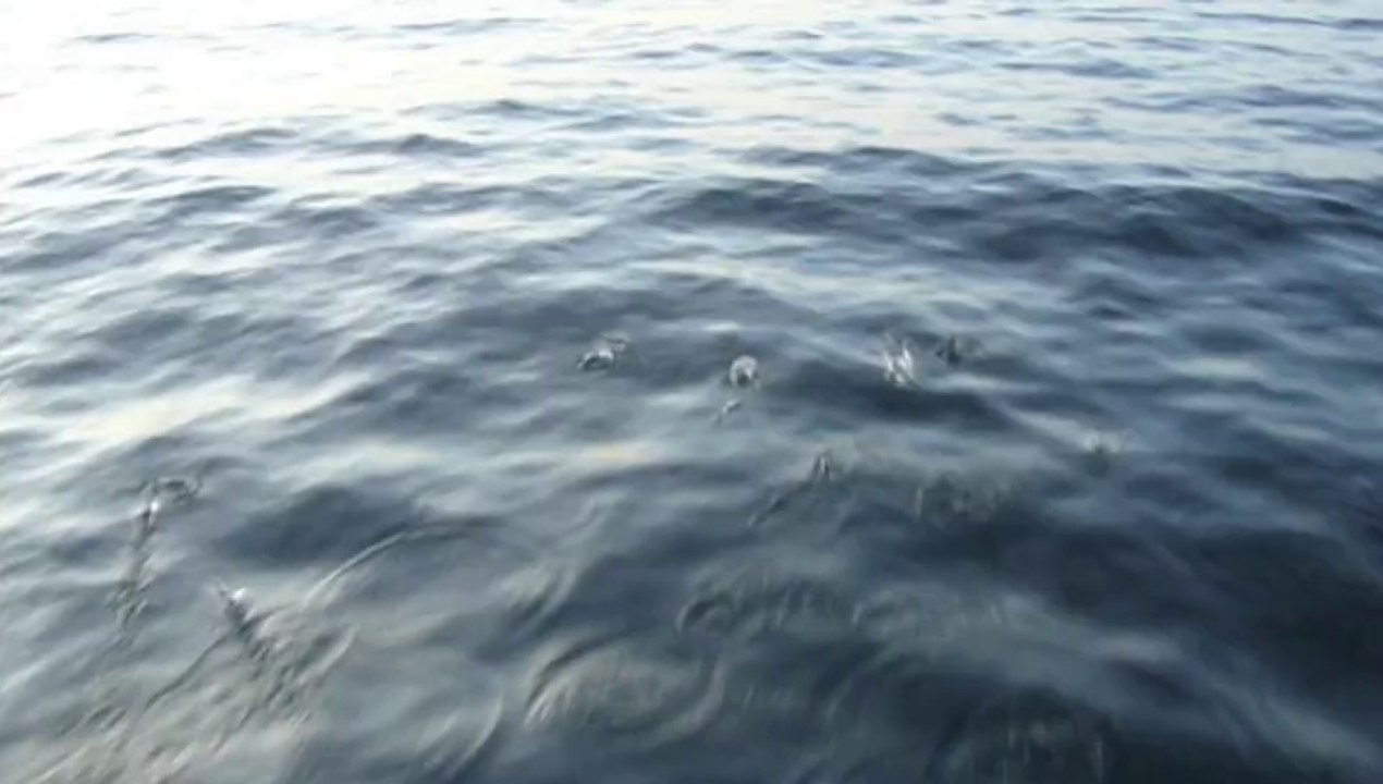 Poissons sauteurs