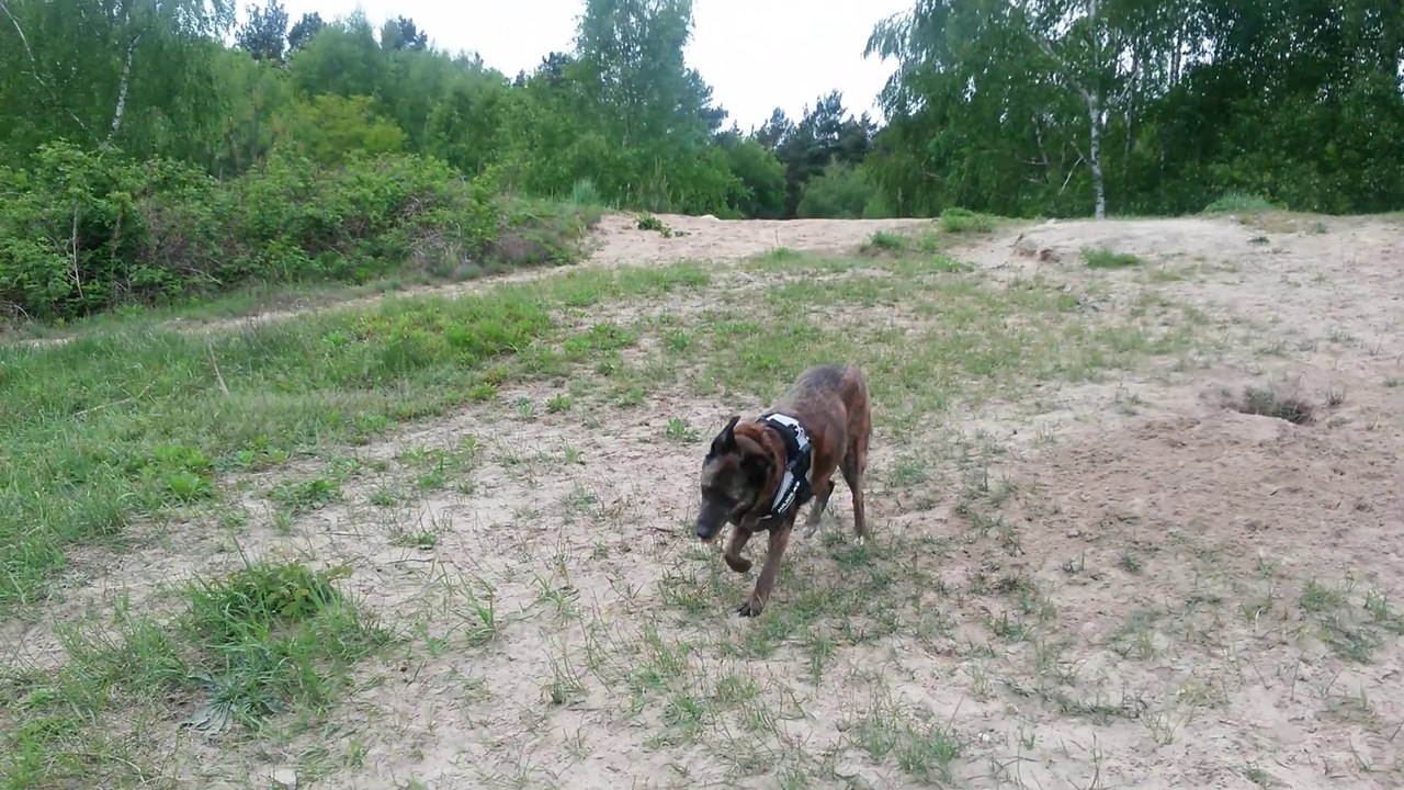 011 elfterTag mit Vestibular 10-05-2014 --- 15 - 30 uhr