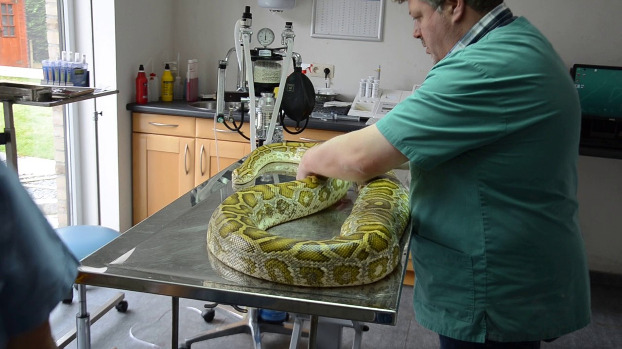 Massage Python Birman