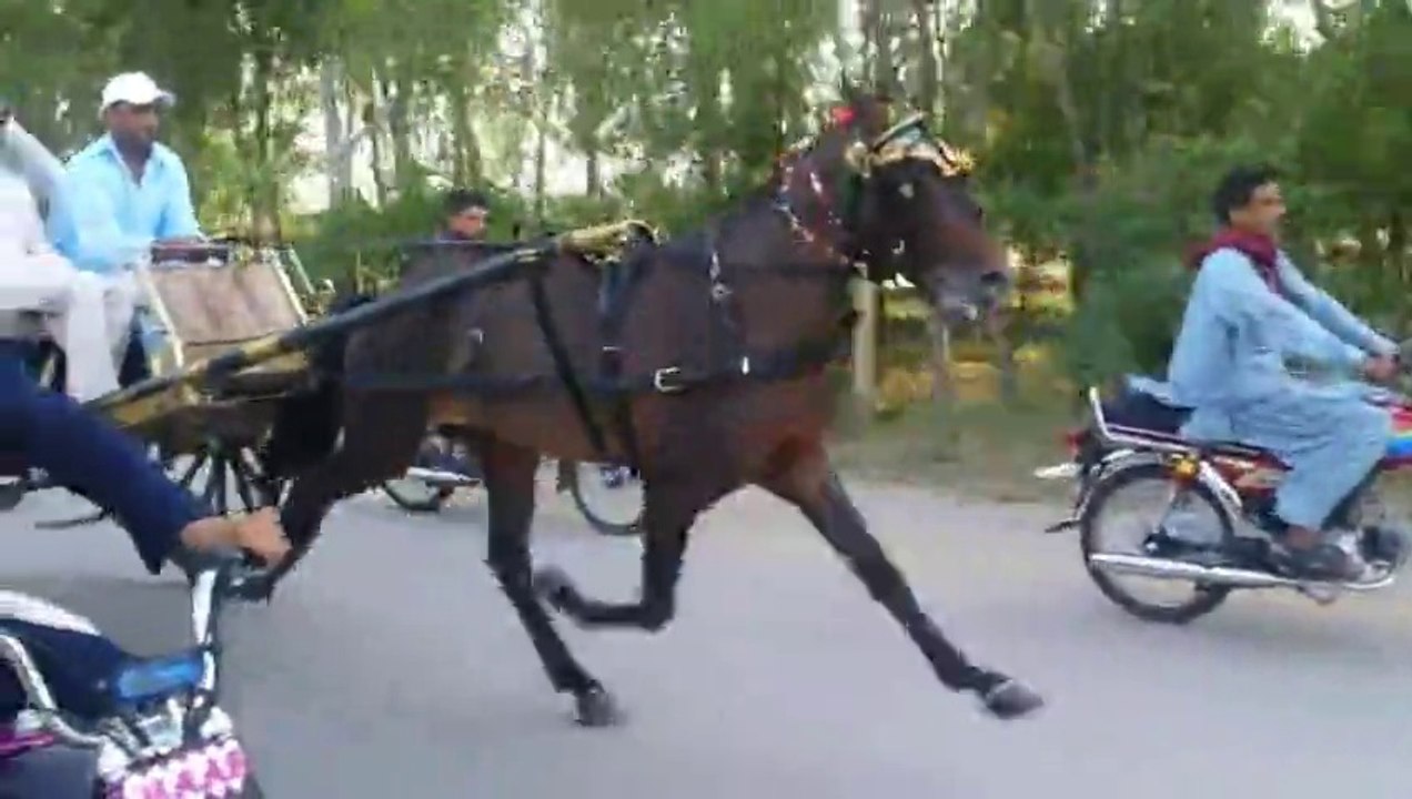 baba ghohar rehman horse jhhalla jumma try 9-5-14
