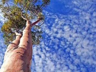 Tu dois planer Georges Chelon