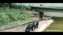 Lion Tailed Macaque Back walk